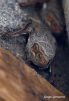 : Taphozous mauritianus; Mauritian Tomb Bat