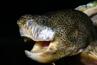 : Sternotherus minor
