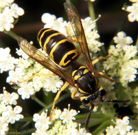 : Vespula maculifrons; Eastern Yellowjacket