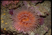 : Tealia lofotensis; White Spot Rose Anemone