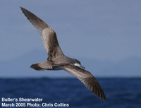 Fig.   13. Buller's Shearwater.