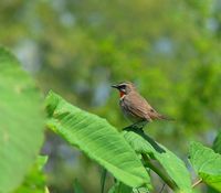 Erithacus calliope