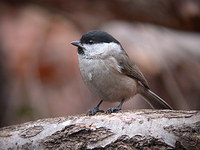 쇠박새 Parus palustris | marsh tit