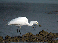 중백로 Egretta intermedia | intermediate egret