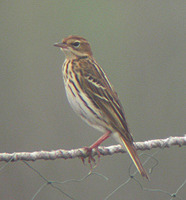 Anthus gustavi