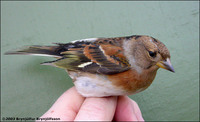 Brambling Fringilla montifringilla