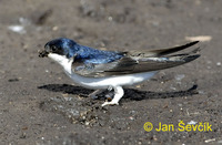 Photo of jiřička obecná Delichon urbica House Martin Mehlschwalbe