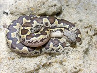 Ruskællet Sand Boa (Eryx conicus)  Foto/billede af