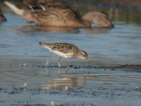 Sharp-tailed Sandpiper