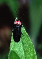 Japanese firefly