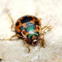 Omophron limbatum
