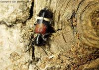 Tilloidea unifasciata