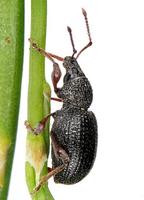 Otiorhynchus ovatus