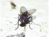 Musca domestica - house fly