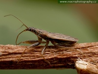 Nabis rugosus