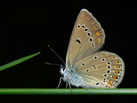 Polyommatus amandus - Amandas Blue