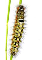 Albarracina warionis