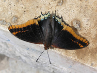 Charaxes jasius - Two-tailed Pasha