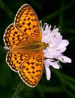 Brenthis ino - Lesser Marbled Fritillary