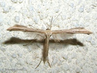 Emmelina monodactyla