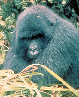 Mountain gorilla (Gorilla beringei beringei)