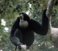 Siamang (Symphalangus syndactylus)