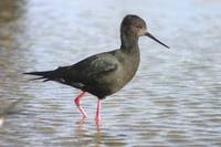 Kaki/black stilt (Himantopus novaezelandiae)