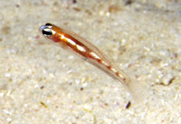 Coryphopterus hyalinus, Glass goby: aquarium