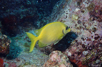 Siganus corallinus, Blue-spotted spinefoot: fisheries, aquarium