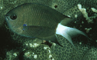 Chromis caudalis, Blue-axil chromis: