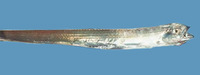 Evoxymetopon taeniatus, Channel scabbardfish: fisheries