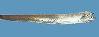 Evoxymetopon taeniatus, Channel scabbardfish: fisheries
