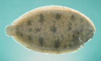 Brachirus orientalis, Oriental sole: fisheries