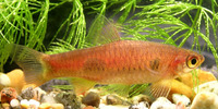 Rasbora kalochroma, Clown rasbora: aquarium