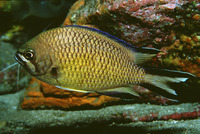 Chromis limbata, Azores chromis: fisheries