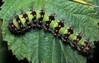 Saturnia pavonia - Emperor Moth