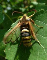 Sesia apiformis - Hornet Moth