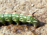 Sphinx pinastri - Pine Hawk-moth