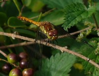 Sympetrum striolatum