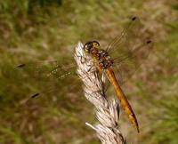 Sympetrum vulgatum - Vagrant Darter