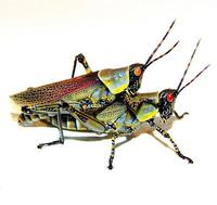 Zonocerus elegans