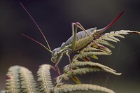 Ephippiger discoidalis