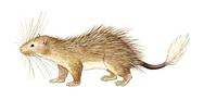 Image of: Atherurus africanus (African brush-tailed porcupine)