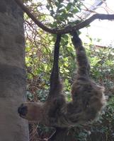 Image of: Choloepus (two-toed sloths)