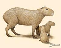 Image of: Hydrochoerus hydrochaeris (capybara)