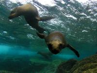 Image of: Zalophus californianus (California sea lion)