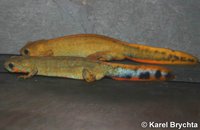 Cynops cyanurus - Blue-tailed Fire-bellied Newt