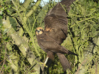 Circus aeruginosus - Western Marsh Harrier