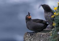 Aethia cristatella - Crested Auklet