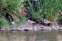 Tringa melanoleuca - Greater Yellowlegs